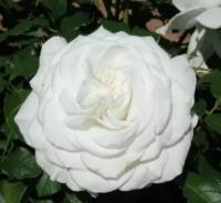 Роза Чайно-гибридная Аннапурна (Rose hybrid tea) Саженец/30-40 см./2 года/3л/Закрытая (ЗКС)