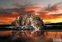 Фотообои u-stena.ru Леопард под покровом заката