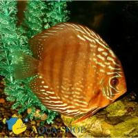 Дискус туркис красный MSymphysodon aequifasciatus var