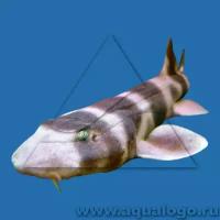 Акула кошачья коричневополосая SChiloscyllium punctatum