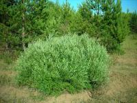 Ива Розмаринолистная (Salix rosmarinifolia) Саженец/40-50 см./2-3 года/7,5л/Закрытая (ЗКС)