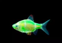 Барбус Суматранский лайм (GloFish) светящийся