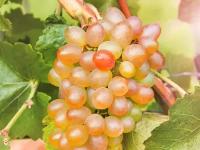 Виноград плодовый Краса Севера (4 года ЗКС)