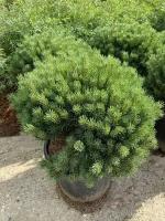 Сосна обыкновенная Ватерери (формированная) | Pinus sylvestris Watereri - Контейнерный - Шар - 40-60 (см) - C35
