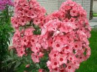 Флокс Метельчатый Уральские сказы (Phlox paniculata) Саженец/20-30см./2 года/2л/Закрытая (ЗКС)