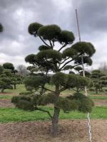 Сосна обыкновенная | Pinus sylvestris Bonsai - 300-350 (см), NR.5870