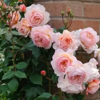 Роза флорибунда Abe Ausgreen, Саженцы, С2 (2 литра), ЗКС - Кустарники лиственные