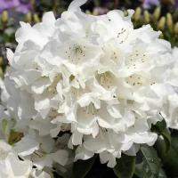 Рододендрон Гибридный Дора Аматис (Rhododendron) Саженец/20-30см./2 года/2л/Закрытая (ЗКС)