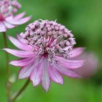 Астранция Крупная Розеа (Astrantia major) Саженец/20-30см./2 года/2л/Закрытая (ЗКС)