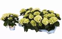 Гидрангия (Гортензия) белая - Hydrangea Cote d'Azur D9 H20