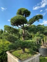 Сосна обыкновенная (ниваки) | Pinus Sylvestris Bonsai - Копанный - №1 200-225 (см) - WRB