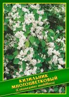 Семена Симбиоз Кизильник Многоцветковый, 0,5 г (? 6 шт.)