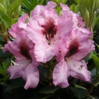 Рододендрон Гибридный Орнамент (Rhododendron) Саженец/20-30см./2 года/2л/Закрытая (ЗКС)