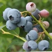 Голубика Высокорослая Нельсон (Vaccinium corymbosum) Саженец/20-30 см./2 года/2л/Закрытая (ЗКС)