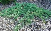 Можжевельник горизонтальный Вилтони / Juniperus horizontalis Wiltonii (Саженец 30-40 см в 3 л контейнере)
