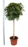 Фикус Биннедика Али штамб - Ficus binnendijkii Alii D60 H250