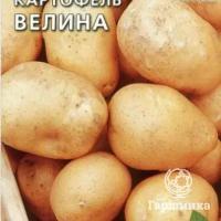 Семена Картофель Велина