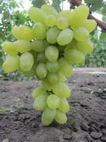 Виноград плодовый Тающий (4 года)