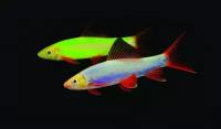 Лабео (GloFish) зеленый, S