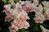 Львиный зев (Антирринум) махровый (Antirrhinum majus) "Twinny F1" (appleblossom) raw 1000 шт