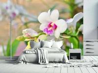 Фотообои Цветок белой орхидеи 275x415 (ВхШ), бесшовные, флизелиновые, MasterFresok арт 10-188