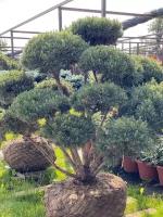 Сосна обыкновенная Ватерери (ниваки) | Pinus sylvestris Watereri Bonsai - Копанный - 150-175 (см) - WRB