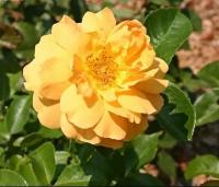 Роза флорибунда Голден Йерз (20-40см/С3,5/ЗКС)