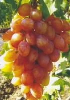 Виноград плодовый Аларих (3 года)