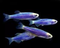 Данио рерио (GloFish) Синий светящийся