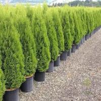 Туя западная Смарагд / Thuja occidentalis Smaragd (Саженец 100-120 см в 10 л контейнере)