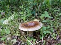 Мицелий грибов Сыроежка (подгруздок)