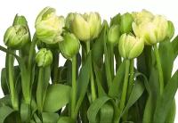 Фотообои KOMAR Фотообои "Тюльпаны". Komar 8-900 Tulips