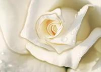 Моющиеся виниловые фотообои Бутон белой розы капли, 211х150 см