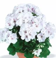 Герань (пеларгония) белая - Pelargonium D12 H25