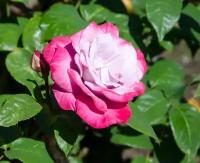 Роза чайно-гибридная Парадайз - саженец C2