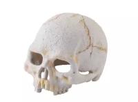 Террариумная декорация Hagen ExoTerra Primate Skull Small "Череп примата малый"