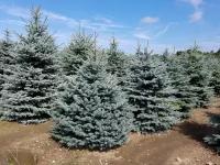 Ель колючая Глаука | Picea pungens Glauca - Копанный - 800-900 (см)