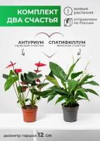 Комплект 2 растения Антуриум Андреанум микс и Спатифиллум Свит Бенито диаметр 12 см, высота 30-45 см
