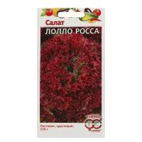 Набор 2 упаковки Семена Салат Лолло Росса, листовой, бордовый