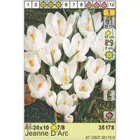 Луковицы Крокус HOLLAND BULB MARKET Крокус Жанна Д'Арк 7/8 белый 10шт