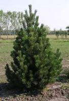 Сосна Горная Унцината (Pinus) Саженец/50-60 см./2 года/2л/Закрытая (ЗКС)