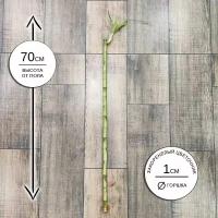 Лаки Бамбук 70см, живое комнатное растение в горшке