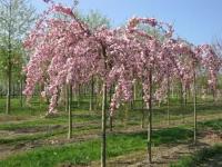 Сакура Мелкопильчатая Кику Шидаэ (Prunus serrulata) Крупномер, Саженец/Штамб 220 см./3 года/40л/Закрытая (ЗКС)