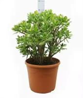 Крассула Овата - Crassula ovata D35 H80