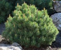 Сосна Горная (Pinus mugo) Крупномер, Саженец/90-100 см./3 года/Закрытая (ЗКС)