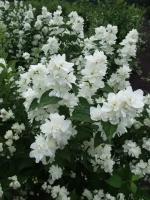 Жасмин Садовый Зоя Космодемьянская (Philadelphus coronarius) - набор из 2 штук Саженец/20-30 см./2 года/2л/Закрытая (ЗКС)