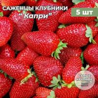 Клубника крупноплодная Капри, саженцы/корневище клубники 5 шт