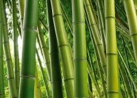 Бамбук 1 - Виниловые фотообои, (370х265 см)