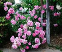 Роза Патио Regensberg - набор из 3 штук, Саженцы, С2 (2 литра), ЗКС - Кустарники лиственные