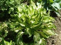 Хоста Волнистая Унивитата (Hosta undulata) Саженец/2 года/2 года/2л/Закрытая (ЗКС)